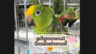 บรรยากาศดี กับลมพัดเย็นๆพี่เฌอชอบ #เฌอแตม #เฌอแตมลูกแม่จ๋า #เฌอแตมที่เป็นนก #นกแก้วพูกได้ #parrot