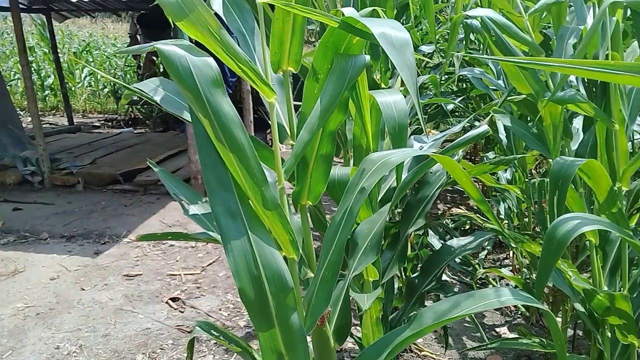 Cara menanam jagung pioneer, Biar hasil rata2 Tongkol 2 & 3.... - YouTube