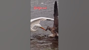 #سورة_الإخلاص #ikhlas #viral #egzonibrahimi #fashiontrends #shortvideo #birds #naatzindagi #nature