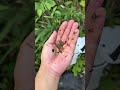 手作り池が汚くなりました