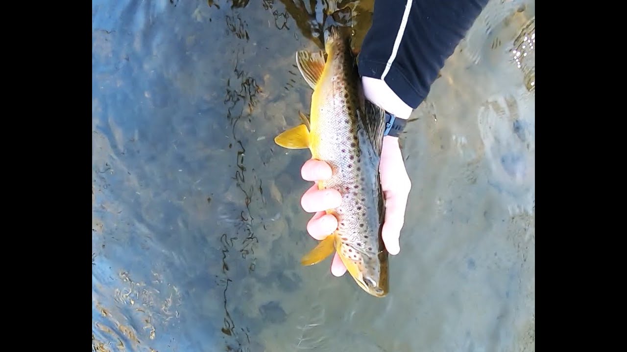 Big Brown TROUT Fishing at Magic Creek! Wisconsin Winter Trout Fishing! YouTube