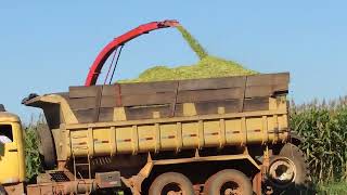 Fazenda Planalto - Caso de Sucesso na Pecuária de Corte