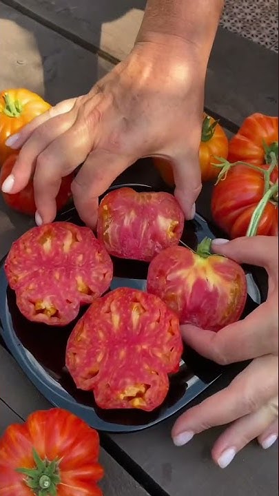 🍅Коллекционный томат ДЖАЗ JAZZ. #shorts #томаты #сортатоматов - YouTube