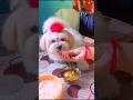 Pokur lunch a ache chicken bhatu😃 #dog #pets #shorts #youtubeshorts #lunch