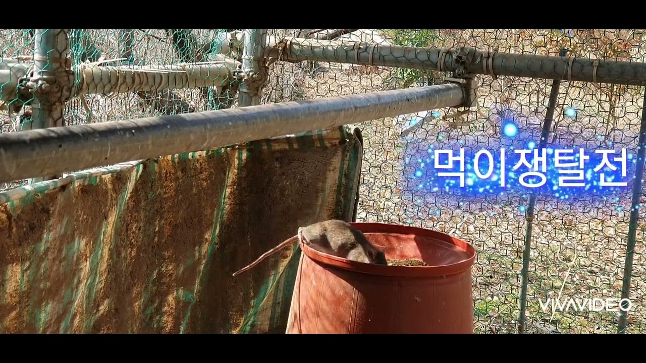 참새와 시골쥐의 먹이 쟁탈전 관찰일기 3  # 닭장주인 테너심명