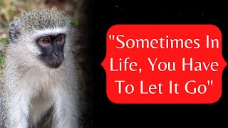 Famous How to Hunt a Monkey - A Motivational Story To Quit, Let It Go & Move On For A Happy Life Net Worth