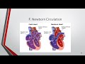 Neonatal Critical Care Review: Cardiology, Part 1 Anatomy