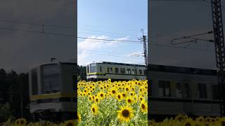 4Kshorts 東武20400系　普通下り ひまわり満開倉ヶ崎　2025.8.9 Tobu-Railway Class 20400 Electric Car Passing Kuragasaki