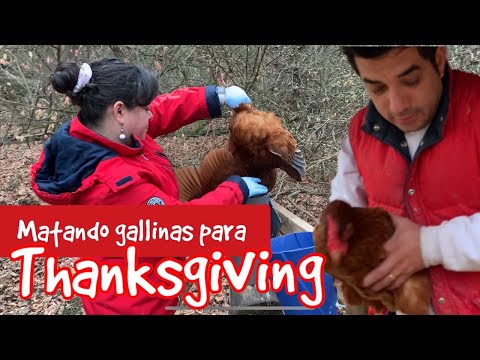 Matando gallinas para Acción de Gracias