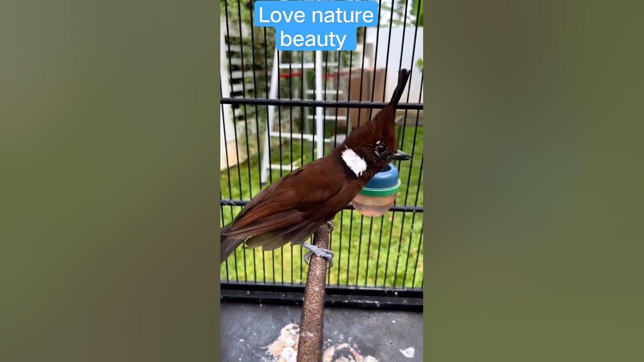 Beautiful nature status short video night viral shorts youtube