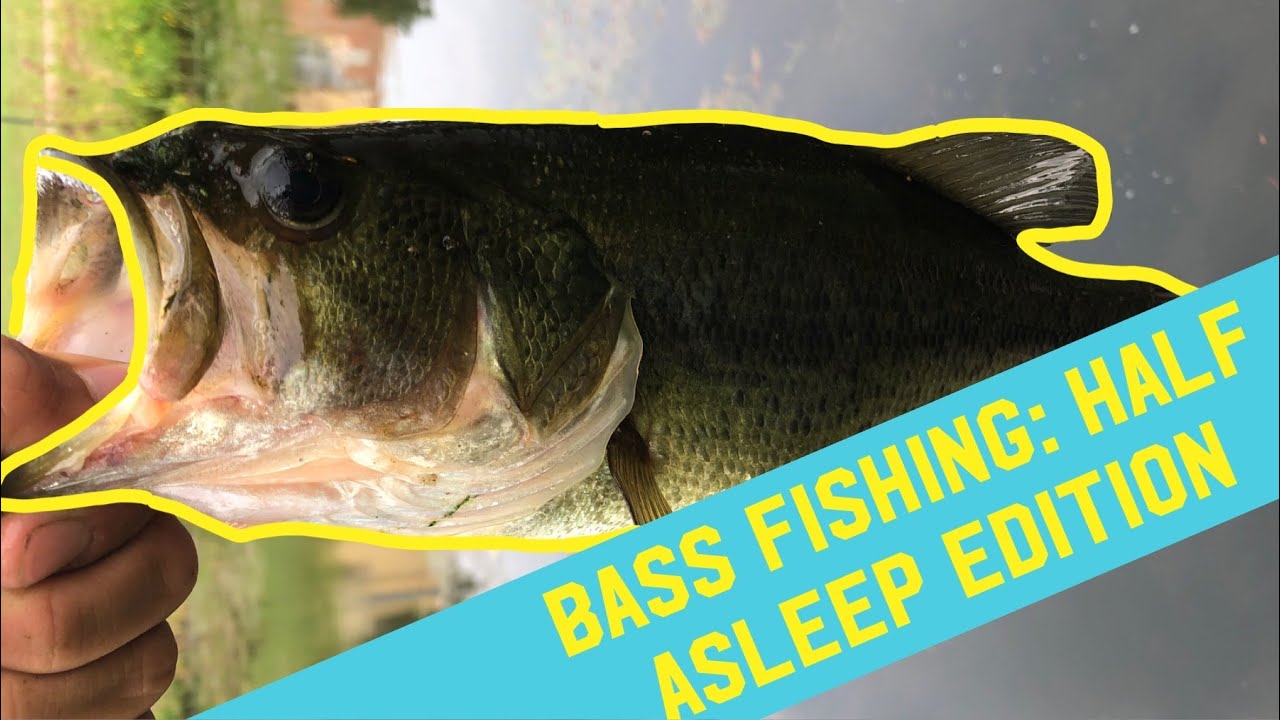 Catching Big Bass While Half Asleep: Early Morning Fishing
