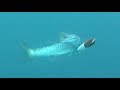 Underwater camera catch a Barracuda Halco Sorcerer Red Head