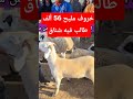 خروف مليح 56 ألف طالب فيه شناق