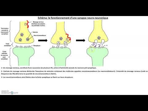 Schéma d'une synapse neuro neuronique