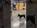 Ref:27a44ClfSDg "uma" 13m doberman learning some new tricks! #protectiondogsales #protectiondog #dogtraining #puppy