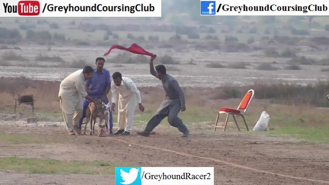 The Thrilling World of Dog Racing at 55 Club