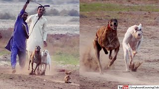 extraordinary race of greyhound dogs in Pakistan