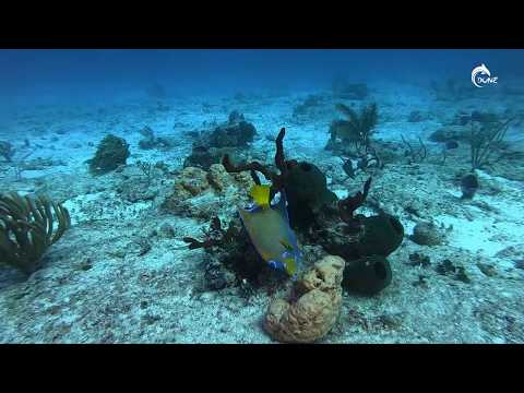 MEXIQUE - Séjour plongée à Playa del Carmen #1136