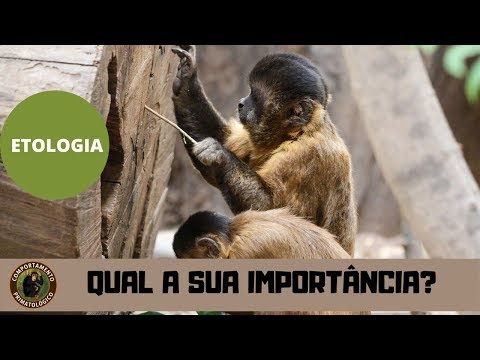 Vídeo: O Que Os Etologistas Estudam