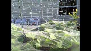 Pittman's Pumpkin Patch 2013 Part 5