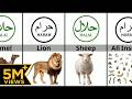Halal And Haram Animal Meat In Islam 