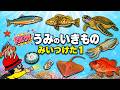 【子供が喜ぶ水族館】海の生き物 お魚たちが大集合①何がいるか当ててね!さかなの名前図鑑★アイナメ・アオウミガメ・アオリイカ・アカウオ・アカエイ★未就学児向け!Fish気分はスキューバダイビング
