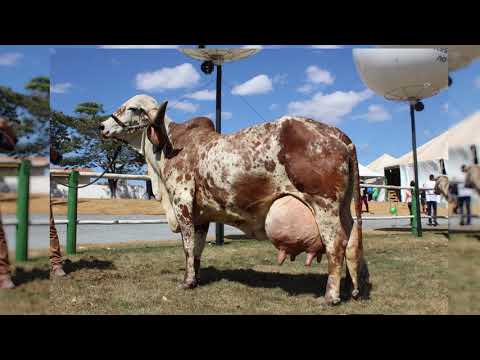 LOTE 02 EMBRIAO GRANADA VILLEFORT