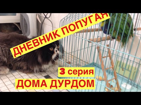 ДНЕВНИК ПОПУГАЯ.ЧУТЬ НЕ СЪЕЛИ ЗАЖИВО.БЕЗДОМНЫЙ ЛОРИКЕТ.АВСТРАЛИЯ СИДНЕЙ 14.11.18