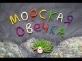 Морская овечка. Пластилиновый познавательный мультфильм. Costasiella kuroshimae.