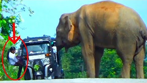 Heartwarming Moments | Elephant Attack To TUK TUK Passenger Run To Jangle