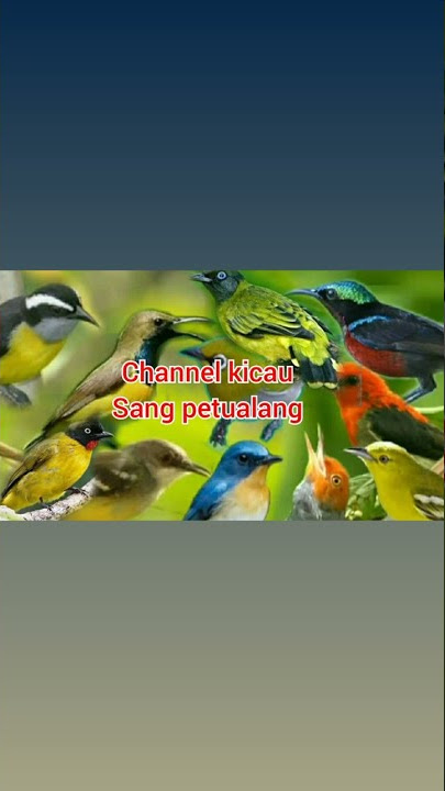 suara pikat kutilang mas ribut terbaru 2021