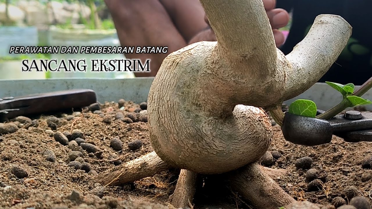 Perawatan Dan Pembesaran Bonsai Sancang
