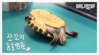 Animal Hospital For Tiny Animals Ep. 9 (Patient: Baebook, Turtle)