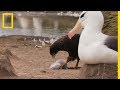 Les rapaces capturent les oisillons albatros