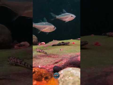 Waktunya makan malam untuk ikan Indonesia 🇮🇩 #fish #ikan #aquarium