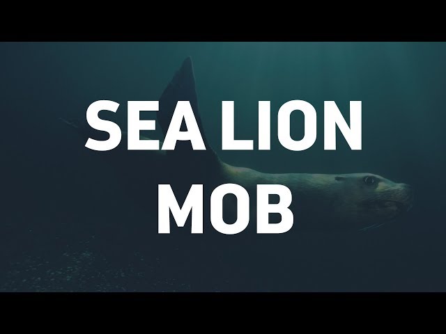 Steller Sea Lion Mob