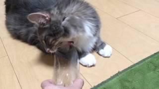 パチンコ玉をキャッチしたい猫 ノルウェージャンフォレストキャットCat want to catch a ball.Norwegian Forest Cat.