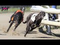 Greyhound Racing - Champions - Track race 686m 🏆