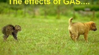 Funny Pics of Animals