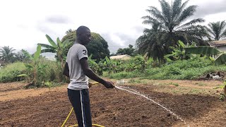 Comment planter l’oseille {espacement }