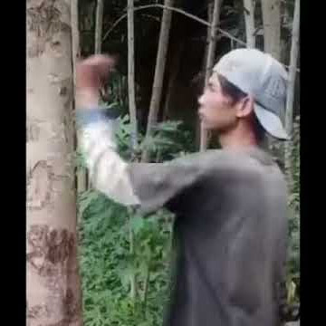 MENTAHAN VIDIO |Nonjok pohon viral di tik tok|LINK DI DESKRIPSI VIDIO INI |Link media fire|