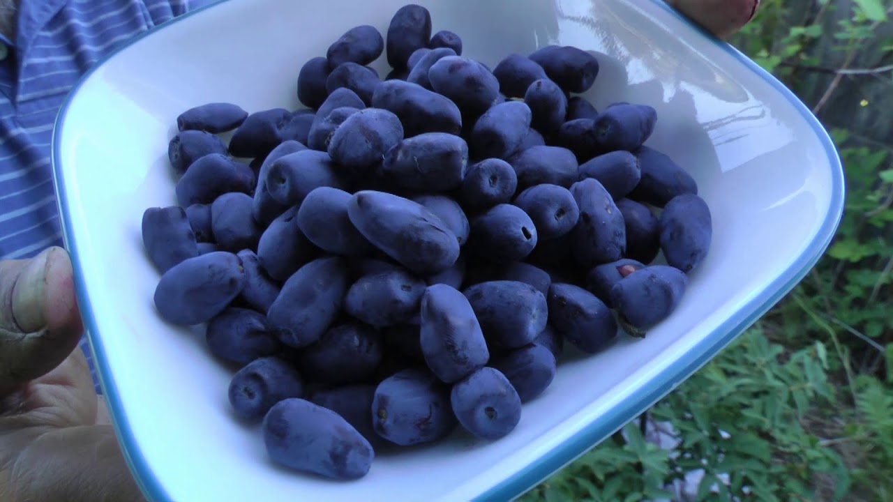 Небольшая плантация медоносных ягод с большим урожаем