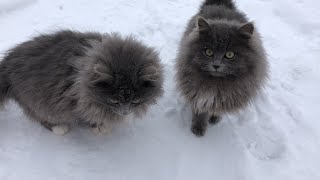My Cats react to the First Snow. Compilation. Pomeranian!