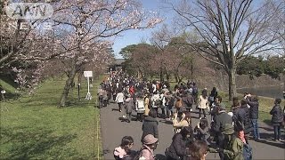 桜並木の乾通り一般公開　2分咲きながらも大勢の人(16/03/25)