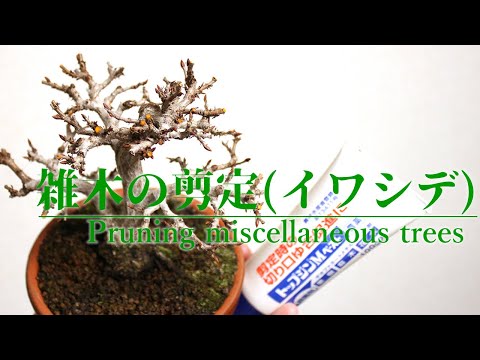 雑木の剪定(イワシデ編) - Pruning Carpinus turczaninovii Hance
