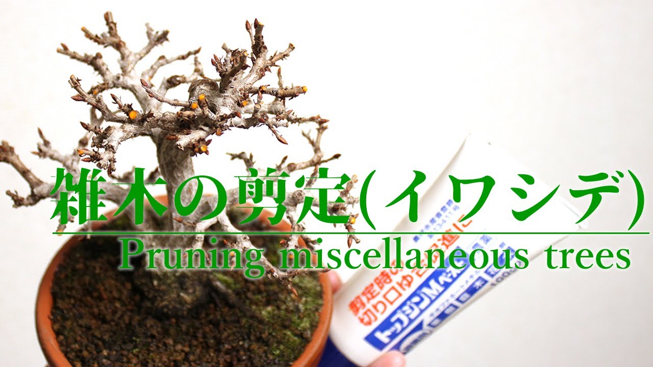 雑木の剪定(イワシデ編) - Pruning Carpinus turczaninovii Hance