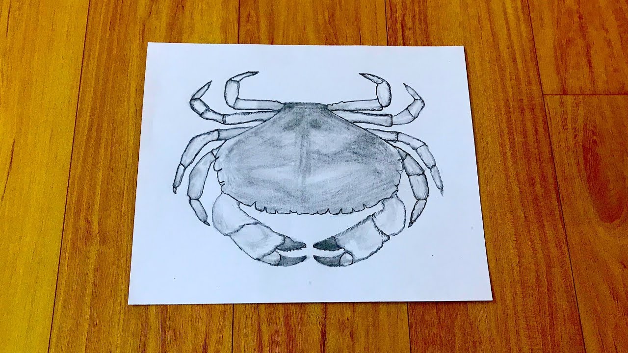 How to Draw a Crab Easy Crab Drawing Art Tutorial