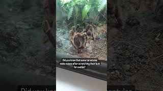 Did you know that some tarantulas make noises after scratching their butt for a while?
