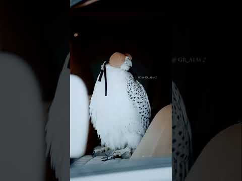 الزين لولا بلد بتصير ريس بلد 