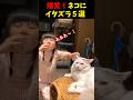 爆笑!イタズラされる猫5選#cat #面白集 #ねこ #笑ったら負け